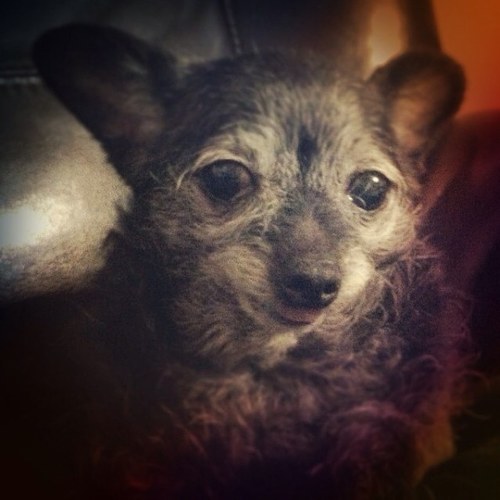 SweetPea_TheDog's profile picture. i got Frank