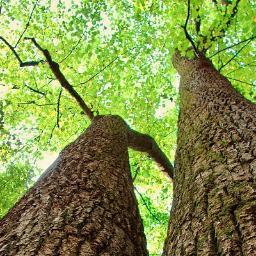 ScruffyPulpit's profile picture. Food for thought from the Scruffy City. A place for Knoxvillians to sound off. #Knoxville #Tennessee #GBO