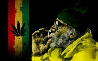 yerbal_essences's profile picture. Mis alas son tus hojas