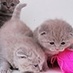 Cute Crochet Corner (@cute_corner) Twitter profile photo Cute Crochet Corner (@cute_corner) Twitter profile photo