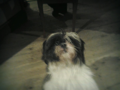 Viviendo con @ismael_mora_s @zara_dog_ofmora