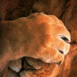 Andrewmation's profile picture. 