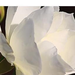 Polytropia_ed's profile picture. Heart and soul in education.