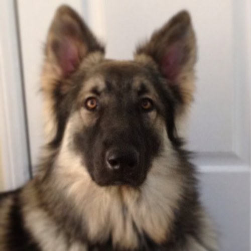 I'm a Shiloh shepherd dog living with my wonderful human family and Bukhara. Buddy the Siamese lived with us until he passed away on May 6, 2013. born 2/10/12.