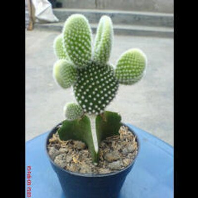  Souvenir Kaktus WeddingCactus Twitter