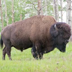 Local ranchers working to co-exist with Canada's only free ranging herd of Plains Bison still in historic range