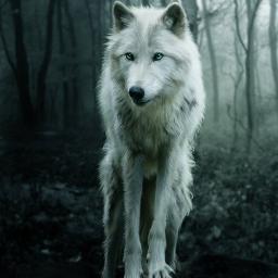 Almost Human