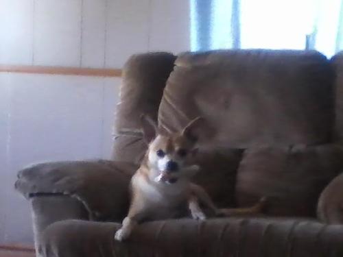 Im a bad ass dog who loves his mama :)