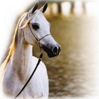 الساحر (@jamalbodi) 's Twitter Profile