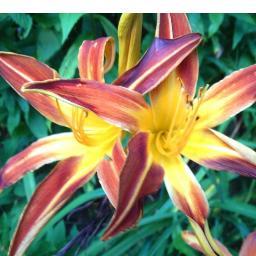 FureyAnnemarie's profile picture. Creator - Product Think Tank brand. Product Developer. Landscape  Artist. Outdoor enthusiast. Leader of the dog pack.