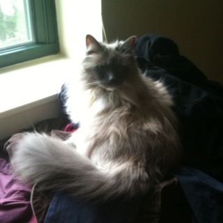 rioyeti's profile picture. cookie monster and a cookie