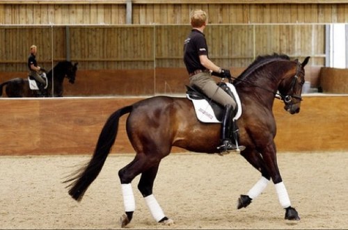 Male_Equestrian's profile picture. 