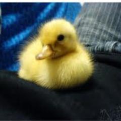 Alita_arilla's profile picture. 