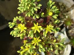 li_toalawpla's profile picture. インナーマッスル鍛えなきゃと頑張りはじめました(*^-^*)