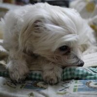 トシ (@__toshi_m_) Twitter profile photo