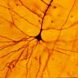 Daily neuroscience questions, tweet me your answers!