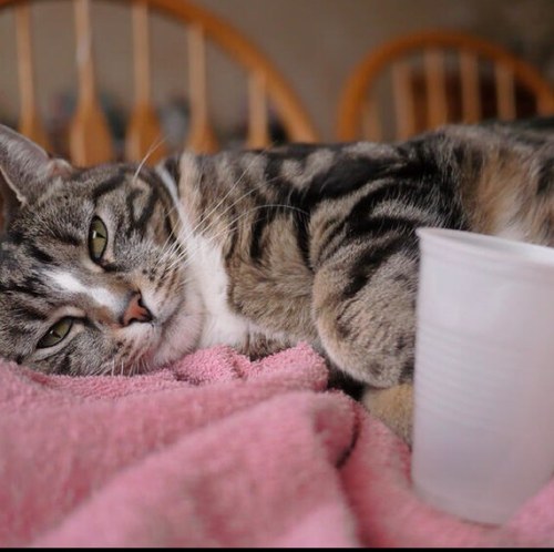 @AlChestBreach 's cat.