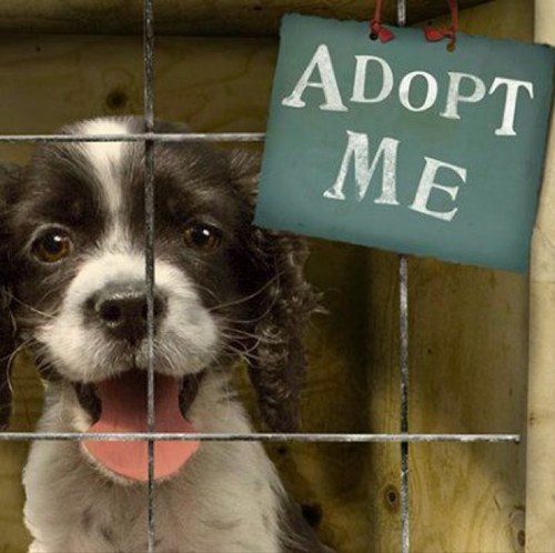 Adopt a new pet today! Many animals in your local communities are rescued from abusive homes everyday but have no where to go. Stop by your local shelter today!