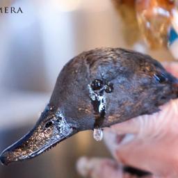 MayflowerSpill's profile picture. Exxon pipeline leaks thousands of barrels of Canadian oil in Arkansas causing devastation and evacuation.