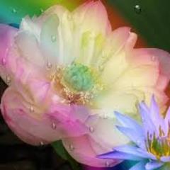 lluviasdeoros's profile picture. 