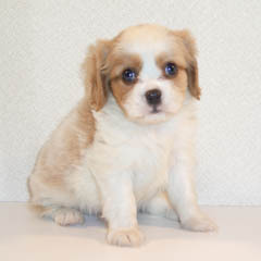 sunshine_dear Profile Picture
