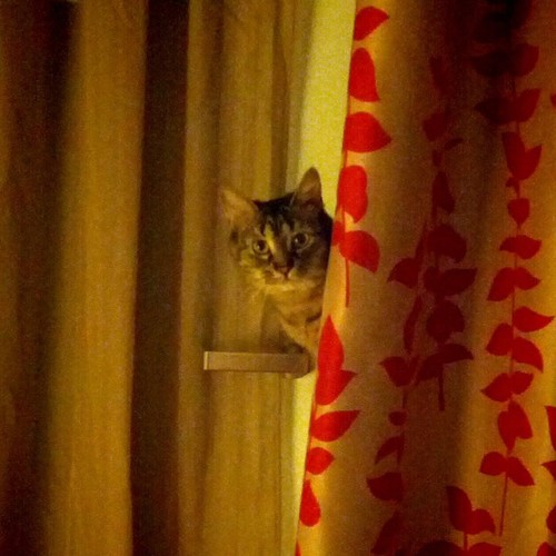 TabbyOlive's profile picture. Changing the world one nap at a time. Cat sister of @pupchelsea