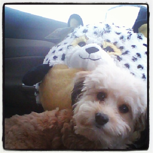 I am a mini Aussie poo named after Julius Peppers- Chicago Bears #90. I'm often mistaken for a walking stuffed animal.