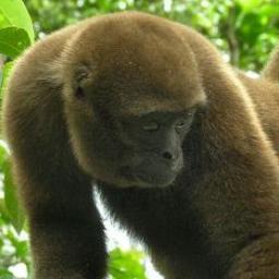 ΜΟΛΩΝ-ΛΑΒΕ SAD/SOG Bodies are thick with sturdy limbs. I live in social group ranging from 10 to 45 individuals.