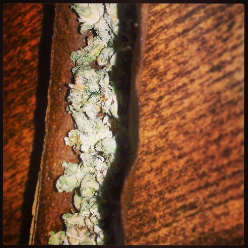 #teamlukeshark #teamafgankush