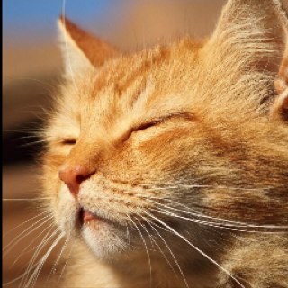i am now a part of starclan Mate: @blackheartcat99 Kits: @ivy_of_tc and @poppy_of_tc -account no longer used-