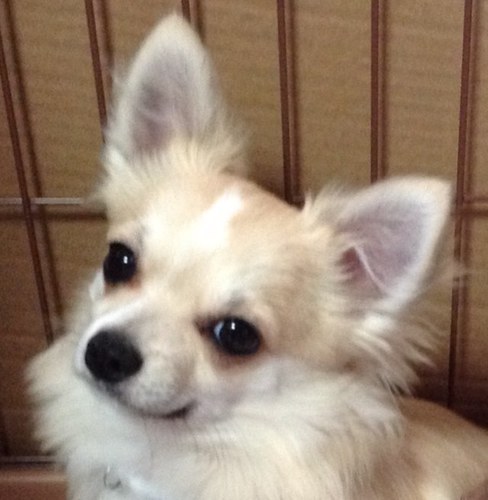 虹色工房さんのプロフィール画像