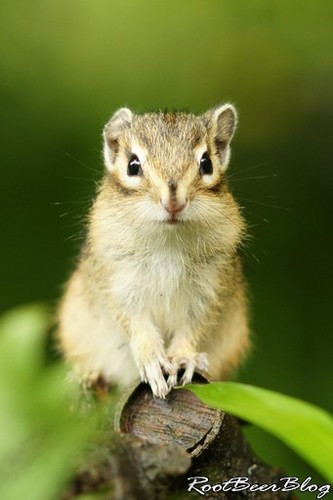 Aug_nbeefee's profile picture. チューリップって全部で何色あるんですか？というよりなんで色違いたくさんあるんですか(´Д｀汗)世の中謎ばかりだ。。。