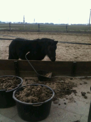 Chantiee6605's profile picture. Chantal. 18 . Eigen paardje. 2 hondjes