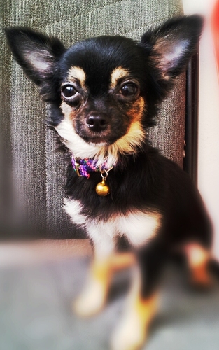 ChiHuaHua; ♚AppleHead, Black+Brown; 21-12-12 (3month+ baby); frenly♥; followme to get know more bout me; InstagramMrScooby21