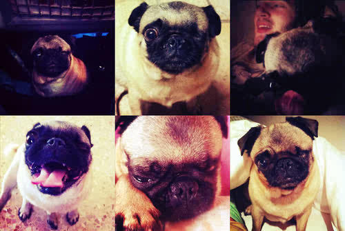 Official Maya the pug account. DON'T TOUCH MY BUTT PLEASE