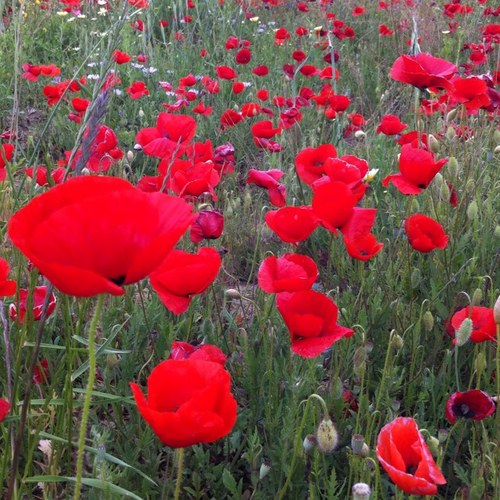 amiguedalino's profile picture. 