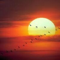 lola b. sousa (@lolabsousa) 's Twitter Profile