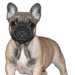 FrabullBulldogs's profile picture. 