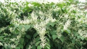 Over 20 Years knowledge of Japanese Knotweed Removal and Eradication....and 30 years of Waste Management.