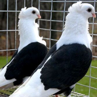 alai19831's profile picture. ‏‏‏‏شراء وبيع الطيور.. ارسلو عروضكم وطلباتكم ملا حضة السعي على المشتري 2%  لتواصل واتسب ابوريان 0566661983