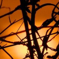 Maria (@zebraintheattic) 's Twitter Profile