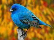 Help save our earth. Plant a tree today