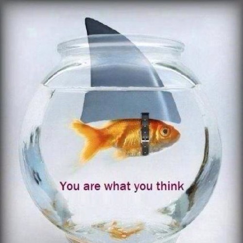 rockiesrevenge's profile picture. Triathlete, coffe lover and photographer