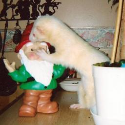 Debferret's profile picture. in a loving relationship but still a mad ferret loving cat lady, and dont foget the doggies, I love doggies