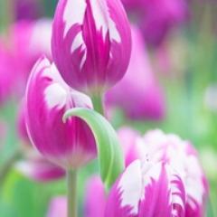 Insurance Web Blog is a insurance blog that provides insurance advice, tips, tricks, news, bank rates and commentary and lot more.