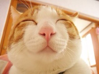 思わずニヤリとしちゃうニャンコ画像に一言添えてつぶやきます。相互フォロー大歓迎