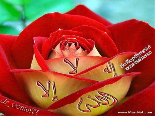 nanatwet's profile picture. 