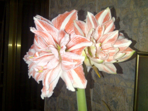 china_0510's profile picture. Proactiva honesta y justa