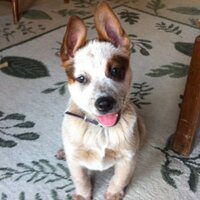 Tex8Down (@tex8down) 's Twitter Profile
