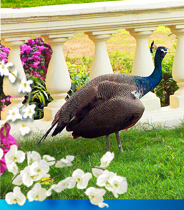 hotelsindia's profile picture. 